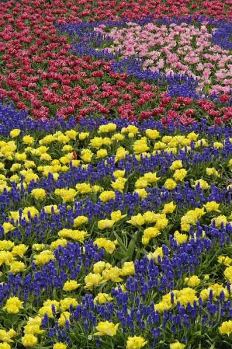 Framed Print : Pattern of tulips and Grape Hyacinth flowers, Keukenhof Gardens, Lisse, Netherlands