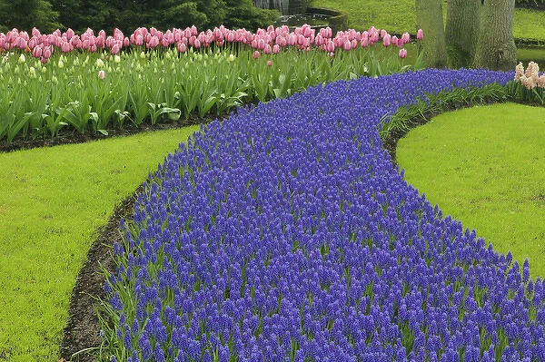 Pattern of tulips and grape hyacinth flowers, Keukenhof Gardens; Lisse; Netherlands