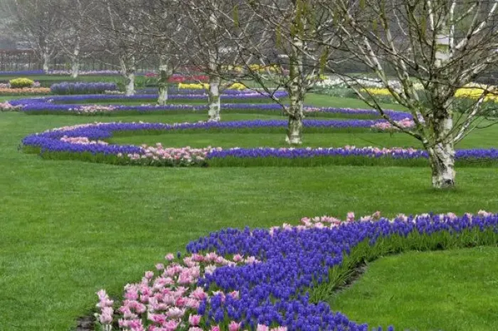 Framed Print : Pattern of tulips and Grape Hyacinth flowers, Keukenhof Gardens, Lisse, Netherlands Framed Print : Pattern of tulips and Grape Hyacinth flowers, Keukenhof Gardens, Lisse, Netherlands