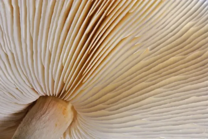 Framed Print : Pattern on underside gills of mushroom Framed Print : Pattern on underside gills of mushroom