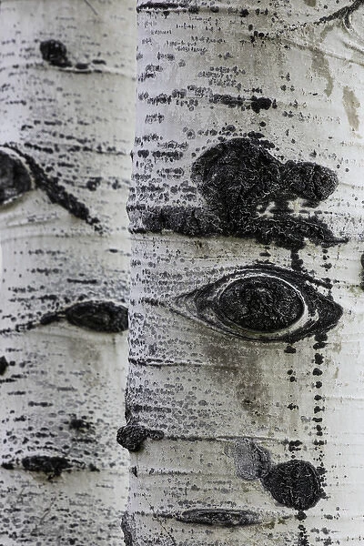 Pattern on white aspen tree trunks, Uncompahgre National Forest, Sneffel Wilderness Area