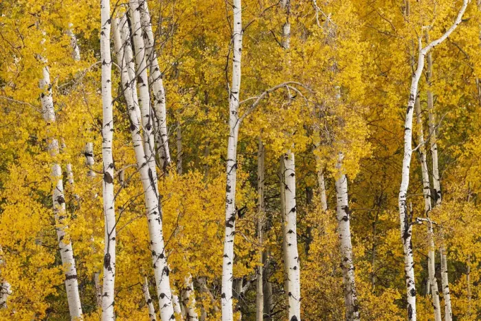 Framed Print : Pattern of white tree trunks among golden aspen leaves, Grand Teton National Park, Wyoming Framed Print : Pattern of white tree trunks among golden aspen leaves, Grand Teton National Park, Wyoming