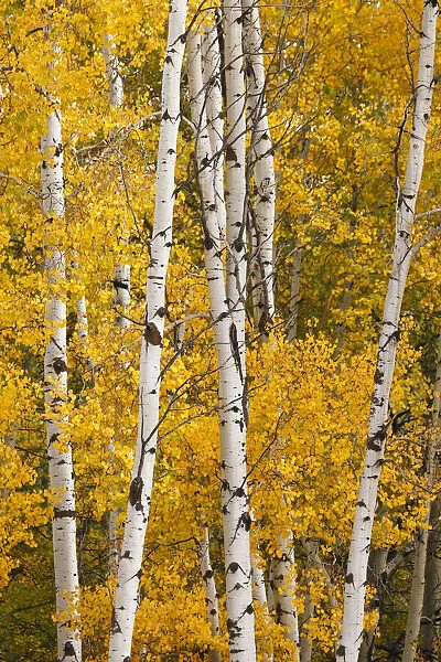 Pattern of white tree trunks among golden aspen leaves, Grand Teton National Park, Wyoming