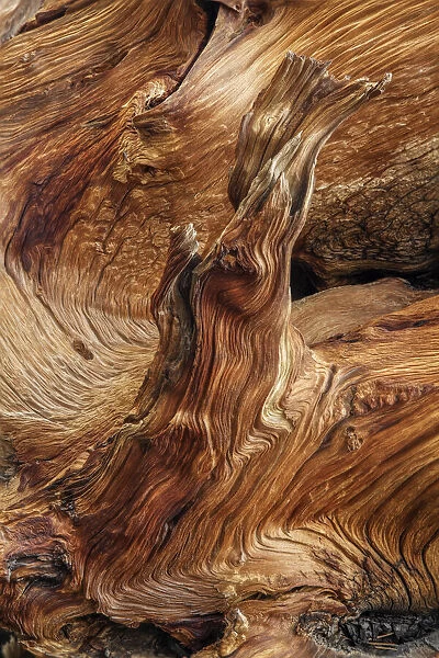 Pattern in wood of Bristlecone pine, White Mountains, Inyo National Forest, California