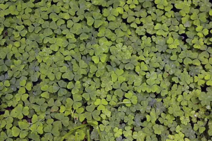 Framed Print : Pattern in wood Sorrel. Redwood National Park, California Framed Print : Pattern in wood Sorrel. Redwood National Park, California