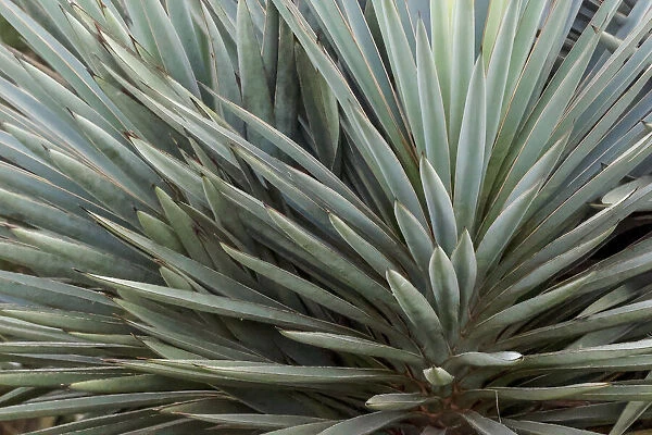 Pattern in yucca plant, South Padre Island, Texas