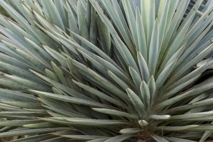 Framed Print : Pattern in yucca plant, South Padre Island, Texas Framed Print : Pattern in yucca plant, South Padre Island, Texas