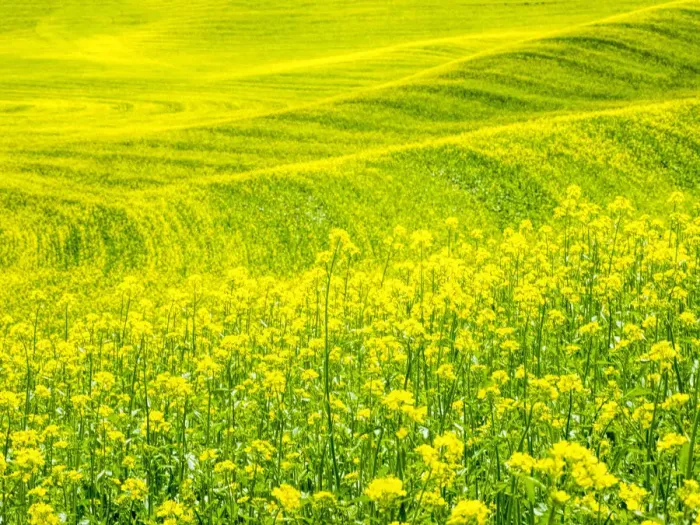 Framed Print : Patterns in canola fields Framed Print : Patterns in canola fields