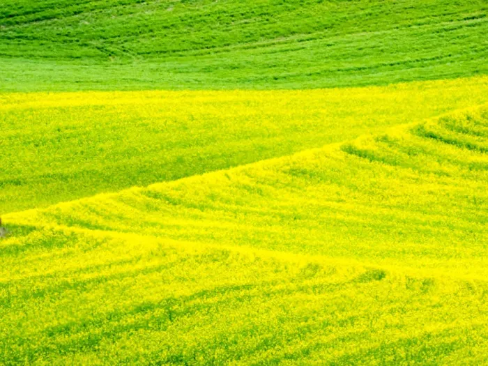Framed Print : Patterns in canola fields