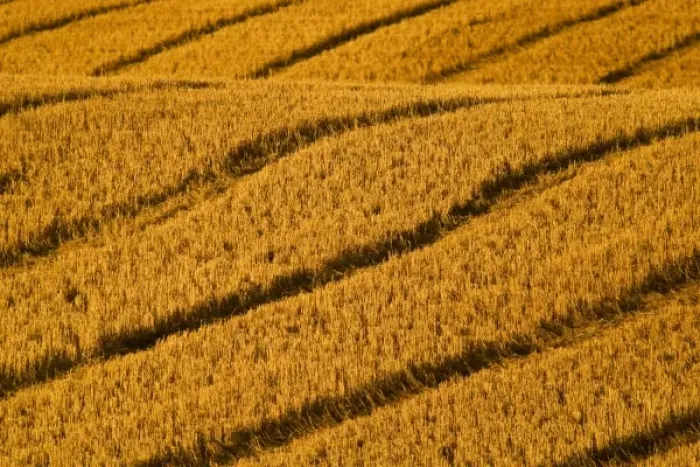 Framed Print : Patterns in freshly harvested wheat field made by combine wheels neat Kalispell Montana