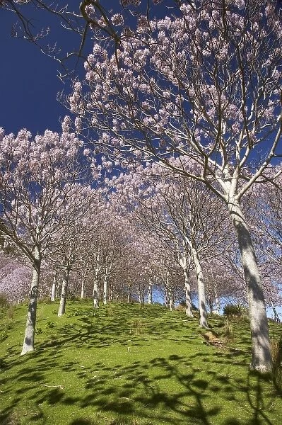 Paulownia Plantation in Spring Flower, near Takaka, Golden Bay, Nelson Region, South Island