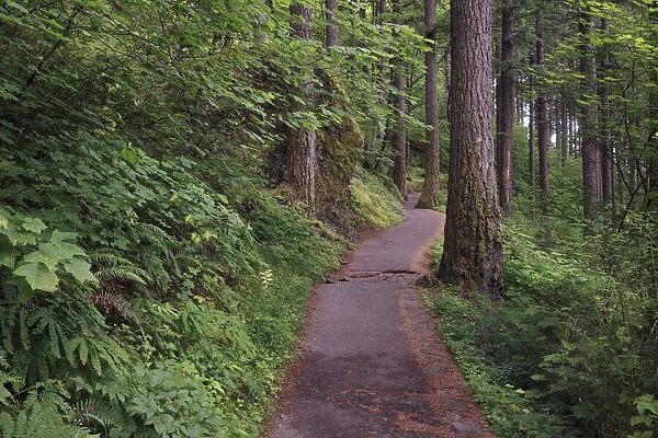 Paved pathway through forest, Columbia River Gorge, Oregon