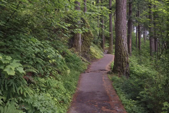 Framed Print : Paved pathway through forest, Columbia River Gorge, Oregon Framed Print : Paved pathway through forest, Columbia River Gorge, Oregon