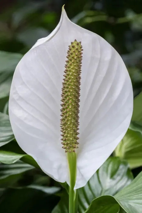 Framed Print : Peace Lily Framed Print : Peace Lily