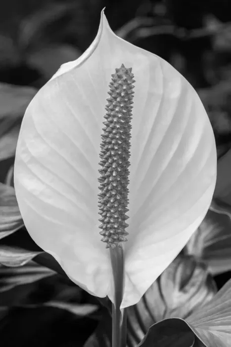 Framed Print : Peace Lily Framed Print : Peace Lily