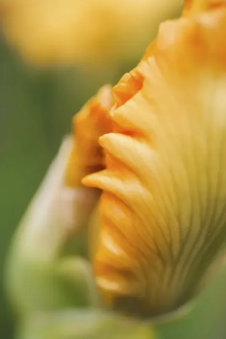 Framed Print : Peach bearded iris Framed Print : Peach bearded iris