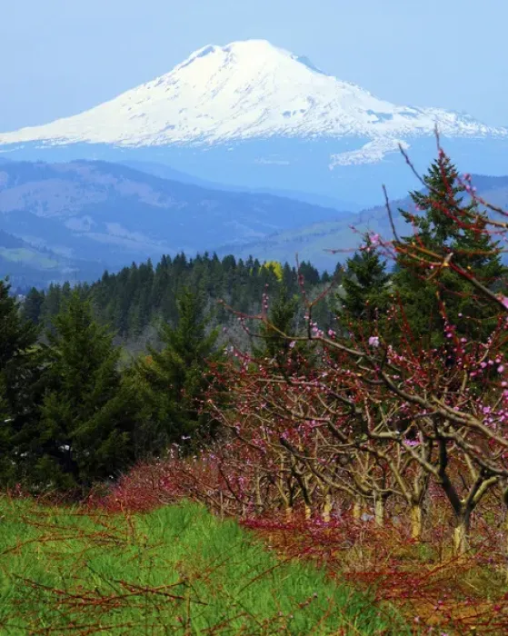 Framed Print : Peach Blossoms; Hood River; Oregon; USA