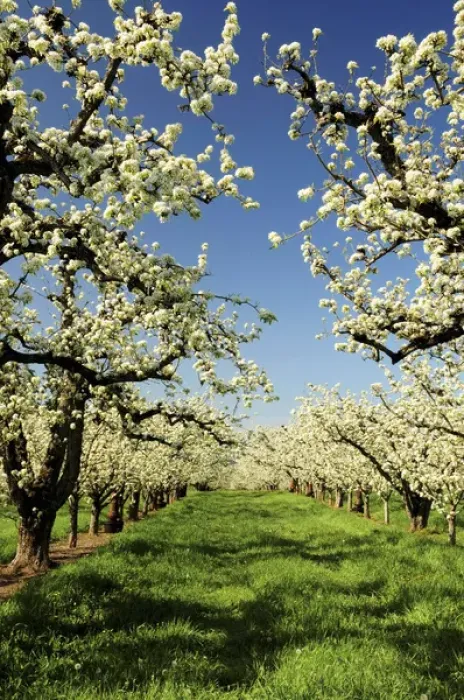 Framed Print : Peach Blossoms; Hood River; Oregon; USA