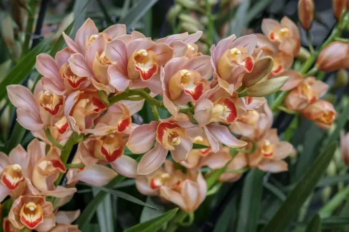 Framed Print : Peach-colored Cymbidium Orchid Framed Print : Peach-colored Cymbidium Orchid