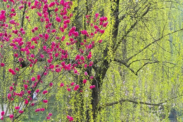 Peach flowers and willow trees, Sichuan Province, China