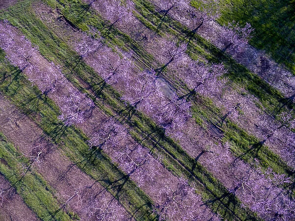 Peach orchard in spring, Marion County, Illinois