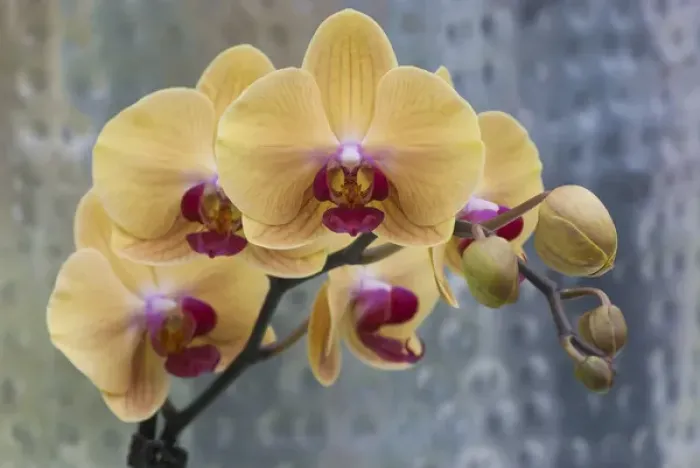 Framed Print : Peach orchid blooms Framed Print : Peach orchid blooms
