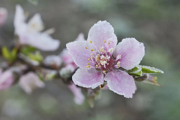 Peach tree (Prunus persica), frost covered blossom, Texas, USA