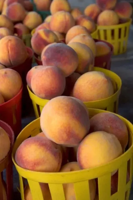 Framed Print : Peaches being sold at a fruit stand near Albany, Georgia Framed Print : Peaches being sold at a fruit stand near Albany, Georgia