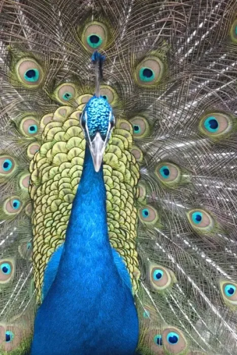 Framed Print : Peacock display, Folsom City Zoo Sanctuary, (captive Folsom, California Framed Print : Peacock display, Folsom City Zoo Sanctuary, (captive Folsom, California