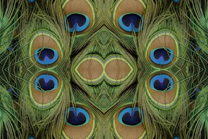 Framed Print : Peacock feathers Framed Print : Peacock feathers