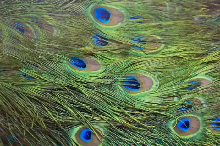Framed Print : Peacock feathers, Manila, Philippines