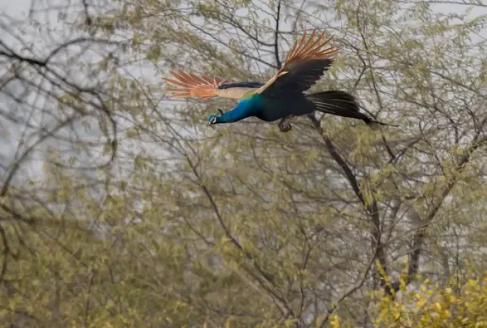 Framed Print : Peacock in flight. Keoladeo Ghana National Park. Unesco biosphere reserve. Rajasthan Framed Print : Peacock in flight. Keoladeo Ghana National Park. Unesco biosphere reserve. Rajasthan