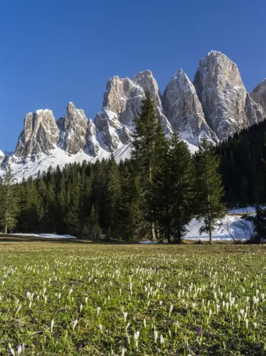 Framed Print : The peaks of the Geisler mountain range in valley Villnoess after a snow strom in spring