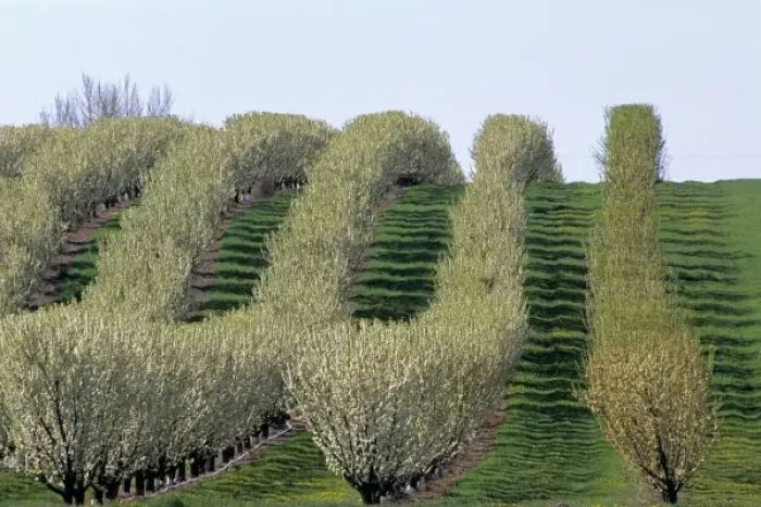 Framed Print : A pear tree orchard in Fruitland, Idaho Framed Print : A pear tree orchard in Fruitland, Idaho