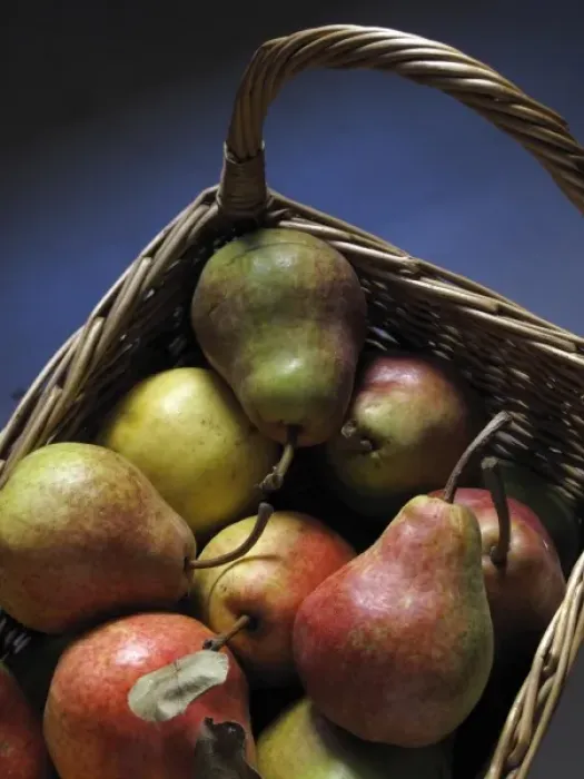 Framed Print : pears in a basket Framed Print : pears in a basket