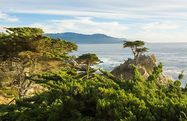 Pebble Beach California famous Lone Elm cypress tree and ocean on 17-mile drive one