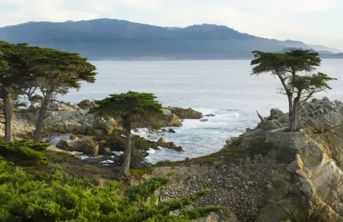 Framed Print : Pebble Beach California famous Lone Elm cypress tree and ocean on 17-mile drive one