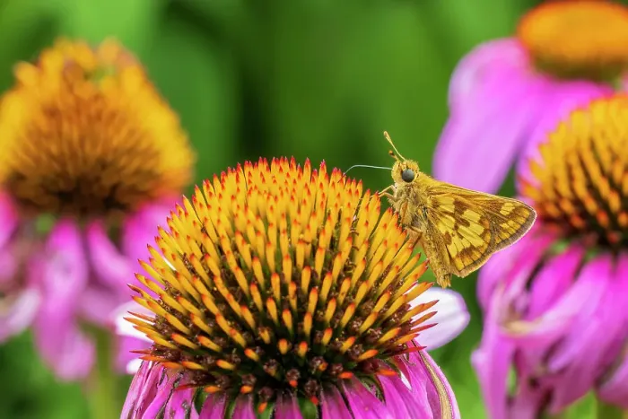 Framed Print : Peck's Skipper on Purple Coneflower, Marion County, Illinois. (Editorial Use Only) Framed Print : Peck's Skipper on Purple Coneflower, Marion County, Illinois. (Editorial Use Only)