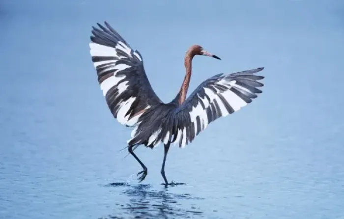 Framed Print : A pecular hybrid of the dark and white morphs of the Reddish Egret (Egretta rufescens) fishing Framed Print : A pecular hybrid of the dark and white morphs of the Reddish Egret (Egretta rufescens) fishing