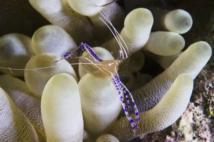Framed Print : Pederson Cleaner Shrimp (Periclimenes pedersoni) on Giant Anemone (Condylactis gigantea) Framed Print : Pederson Cleaner Shrimp (Periclimenes pedersoni) on Giant Anemone (Condylactis gigantea)
