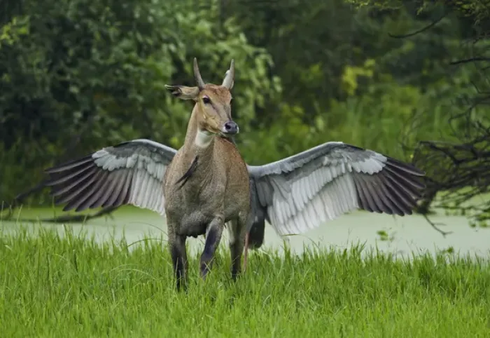 Framed Print : Pegasus, the flying horse, actually an Indian Saras Crane chasing away the Bluebull