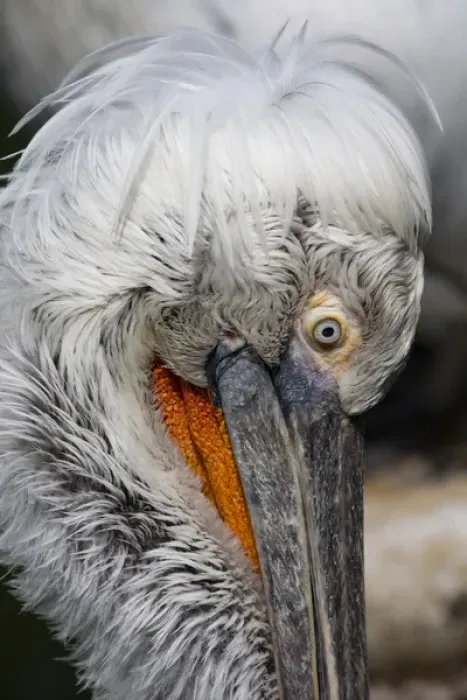 Framed Print : Detail of pelican face Framed Print : Detail of pelican face