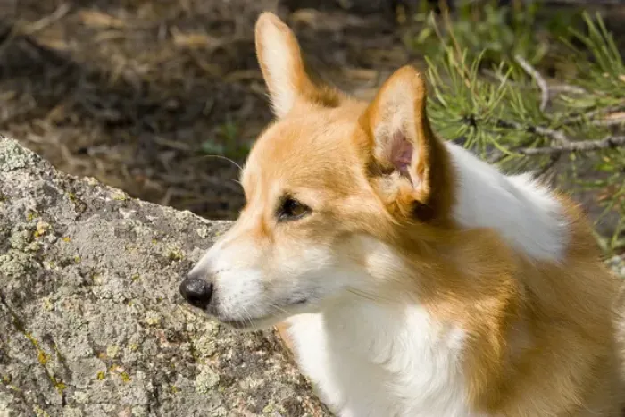 Framed Print : Pembroke Welsh Corgi Framed Print : Pembroke Welsh Corgi
