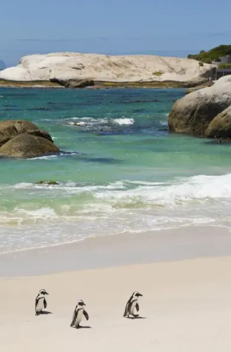 Framed Print : Penguins at Boulders Beach, Simons Town, South Africa