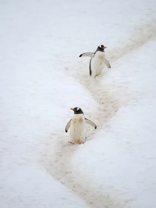 Framed Print : Penguins walking to colony. Gentoo penguin in deep snow in Antarctic Peninsula, Cuverville Island, late summer Framed Print : Penguins walking to colony. Gentoo penguin in deep snow in Antarctic Peninsula, Cuverville Island, late summer