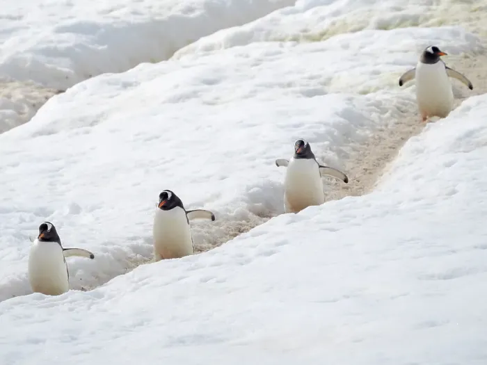 Framed Print : Penguins walking to colony. Gentoo penguin in deep snow in Antarctic Peninsula, Danco Island, late summer Framed Print : Penguins walking to colony. Gentoo penguin in deep snow in Antarctic Peninsula, Danco Island, late summer