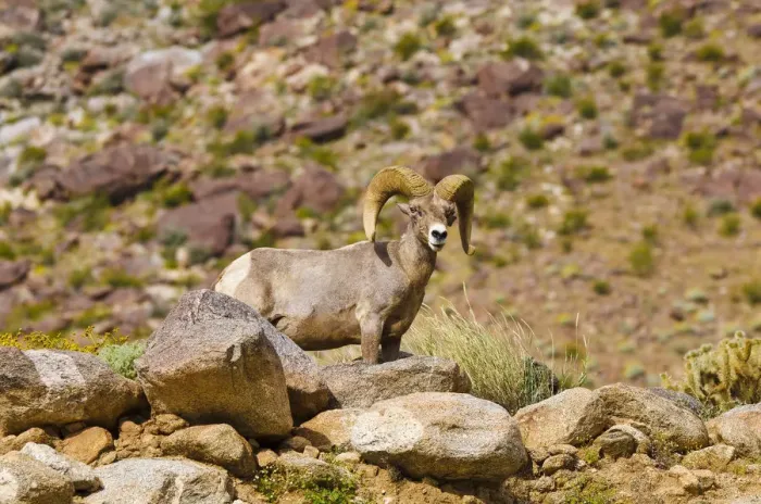 Framed Print : Peninsular Bighorn Sheep (Ovis canadensis cremnobates), Anza-Borrego Desert State Park Framed Print : Peninsular Bighorn Sheep (Ovis canadensis cremnobates), Anza-Borrego Desert State Park