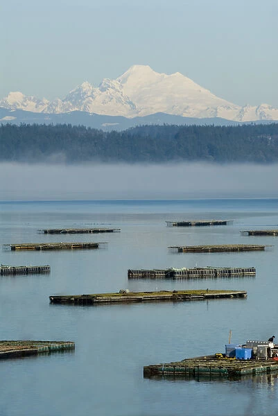 Penn Cove, Whidbey Island mussel flats with fog layer and Mt Baker beyond