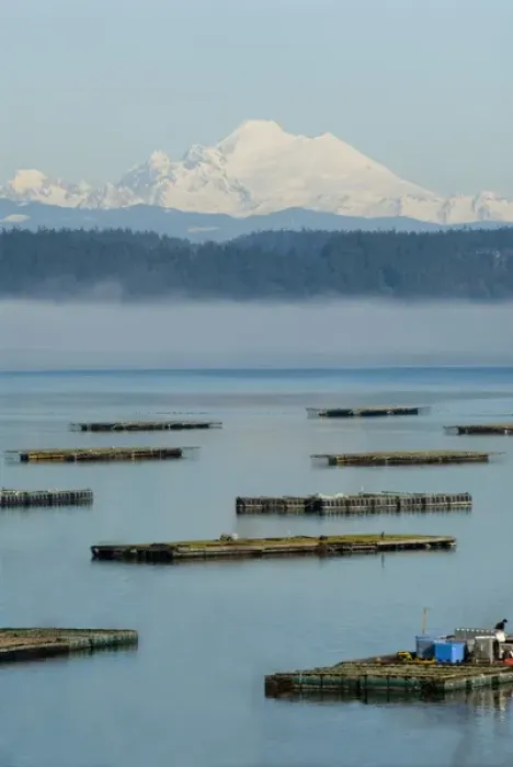 Framed Print : Penn Cove, Whidbey Island mussel flats with fog layer and Mt Baker beyond Framed Print : Penn Cove, Whidbey Island mussel flats with fog layer and Mt Baker beyond