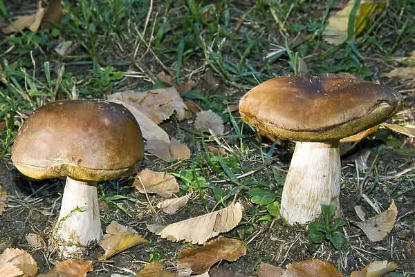 Penny bun, cep, mushrooms in a forest (Boletus edulis)